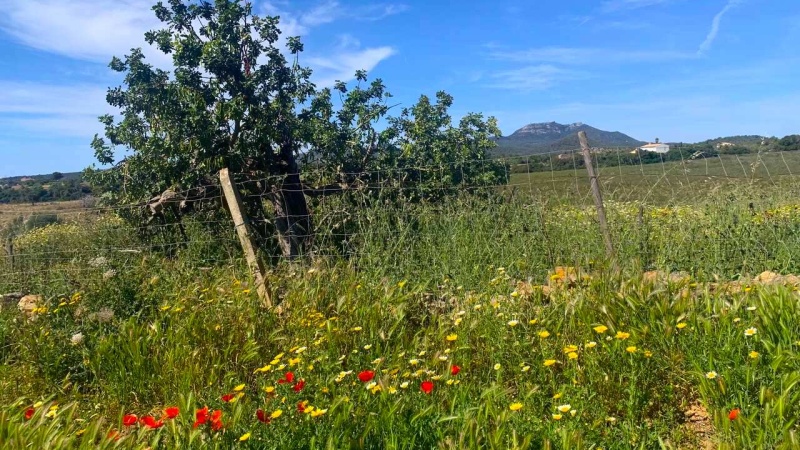 Manacor, Son Macià, Mallorca, ,Finca house,For sale,1134