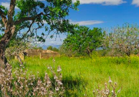 Artá, Mallorca, ,Plot / Land,For sale,1142