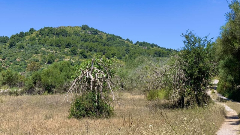 Arta, Mallorca, ,Grundstück,For sale,1143